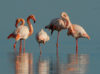 flamants rose