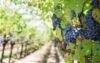 vignes cuers